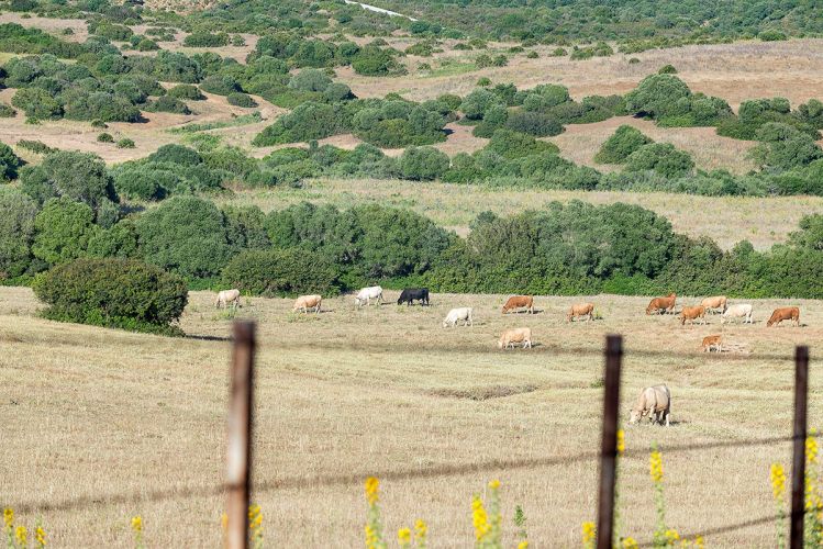 cortijo-mina-13
