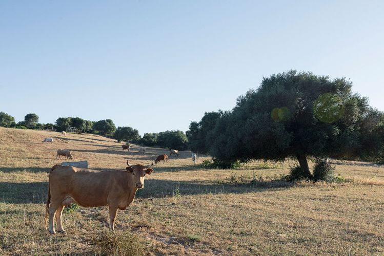 cortijo-mina-16