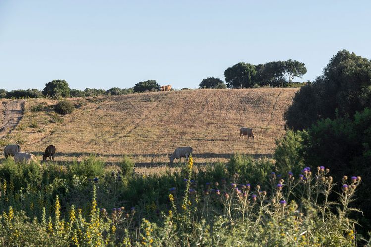 cortijo-mina-74
